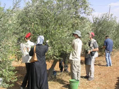 Raccolta delle olive di solidarietà in Palestina